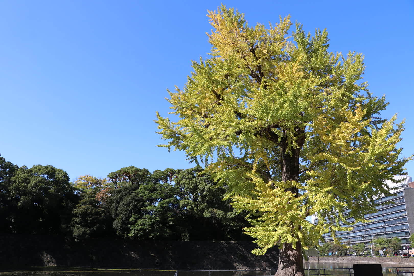 私が撮影した「震災イチョウ」の写真。CC BY-SA 4.0。